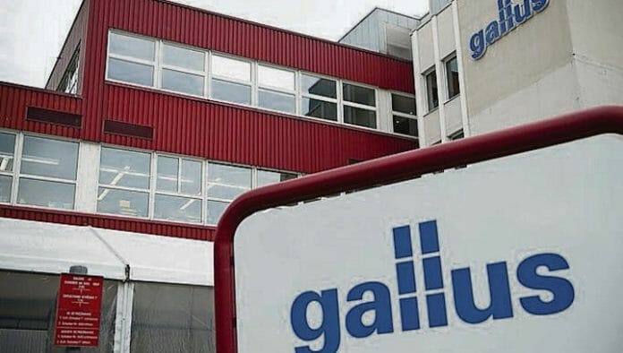 Gallus, Heidelberg