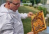 Folit, Bienen,