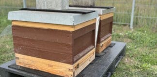 labelprint24, Bienen,